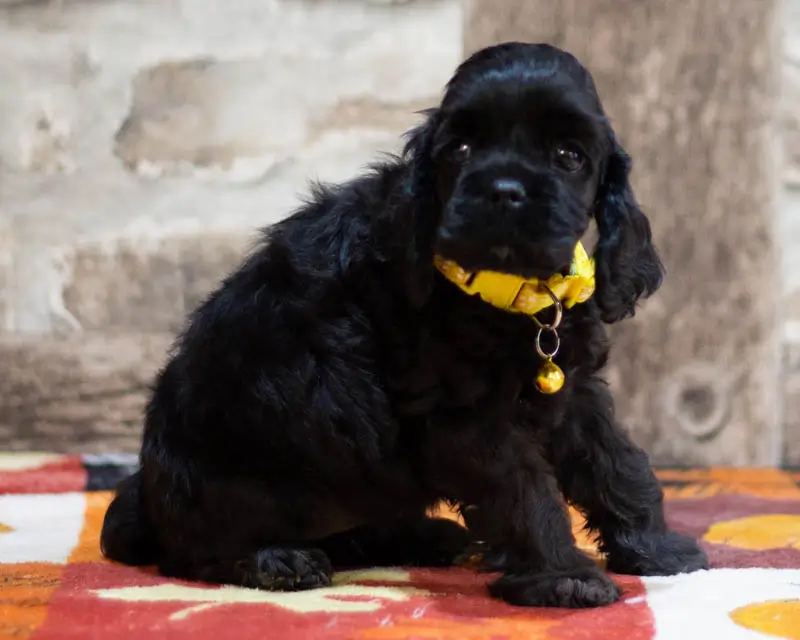 Chiot Femelle 1 Collier Jaune - Cocker Américain - Élevage Rainbow Colors