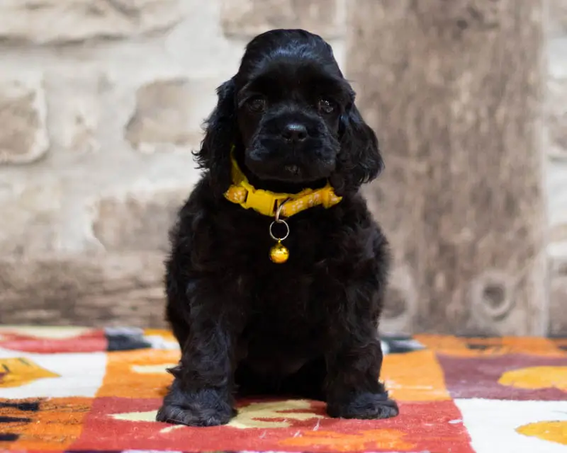 Chiot Femelle 1 Collier Jaune - Cocker Américain - Élevage Rainbow Colors