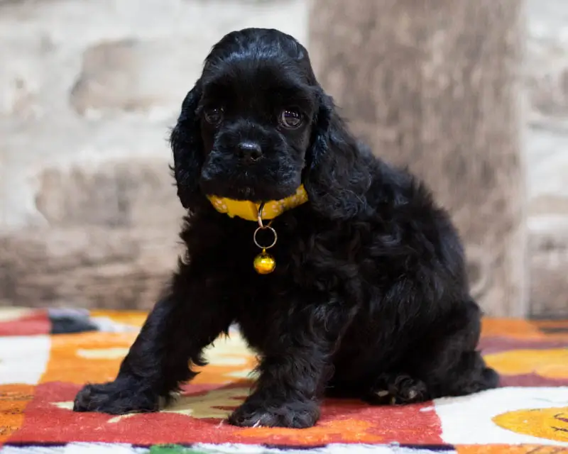 Chiot Femelle 1 Collier Jaune - Cocker Américain - Élevage Rainbow Colors