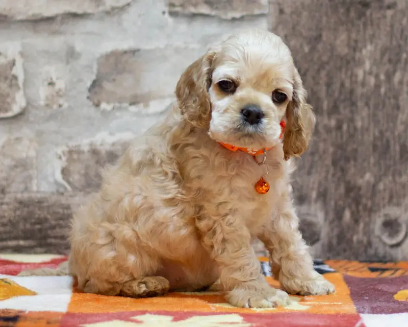 Chiot Femelle 2 Collier Orange - Cocker Américain - Élevage Rainbow Colors