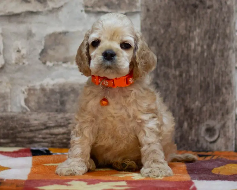 Chiot Femelle 2 Collier Orange - Cocker Américain - Élevage Rainbow Colors