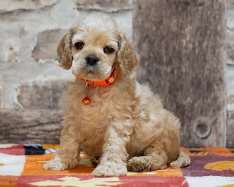 Chiot Femelle 2 Collier Orange - Cocker Américain - Élevage Rainbow Colors