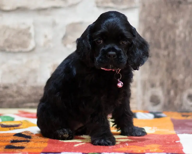 Chiot Femelle 3 Collier Rose - Cocker Américain - Élevage Rainbow Colors