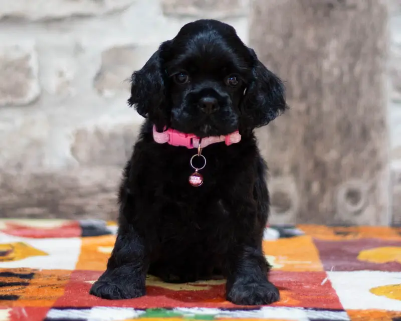 Chiot Femelle 3 Collier Rose - Cocker Américain - Élevage Rainbow Colors
