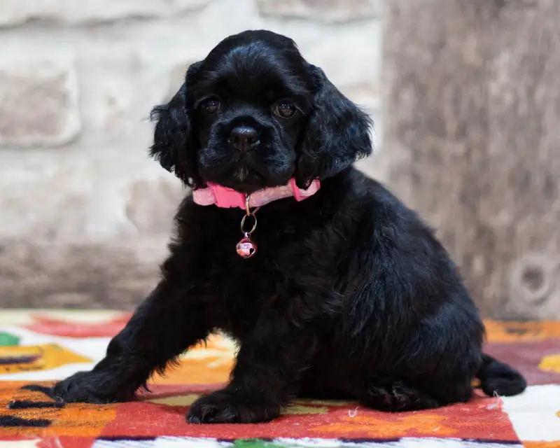 Chiot Femelle 3 Collier Rose - Cocker Américain - Élevage Rainbow Colors