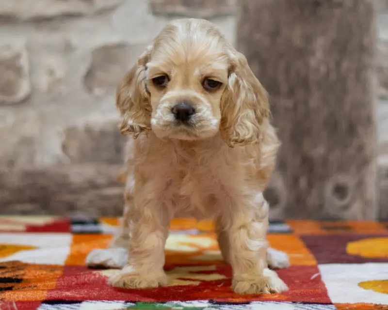 Chiot Femelle 4 Collier Rouge - Cocker Américain - Élevage Rainbow Colors