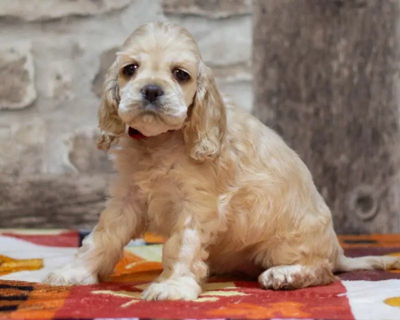 Chiot Femelle 4 Collier Rouge - Cocker Américain - Élevage Rainbow Colors
