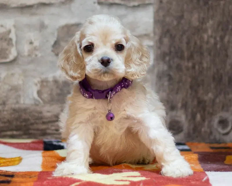Chiot Femelle 5 Collier Vert - Cocker Américain - Élevage Rainbow Colors