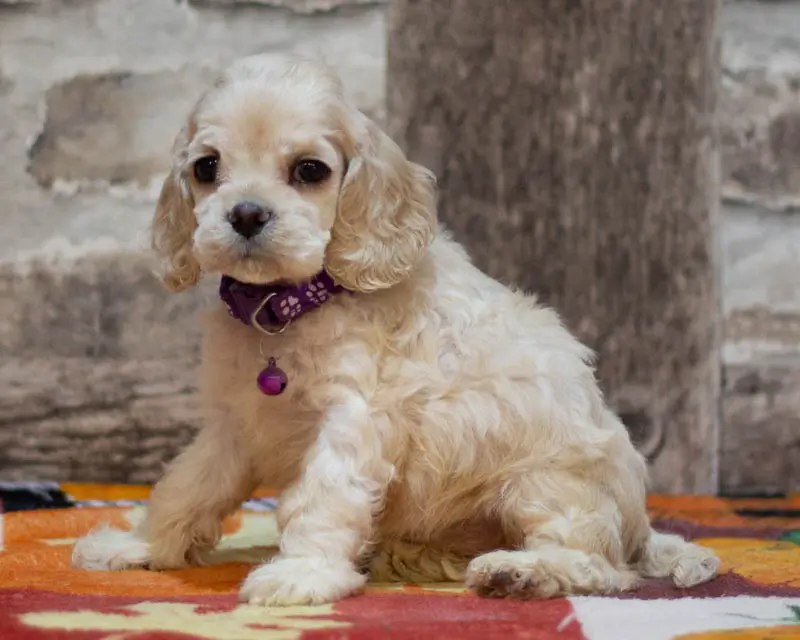 Chiot Femelle 5 Collier Vert - Cocker Américain - Élevage Rainbow Colors