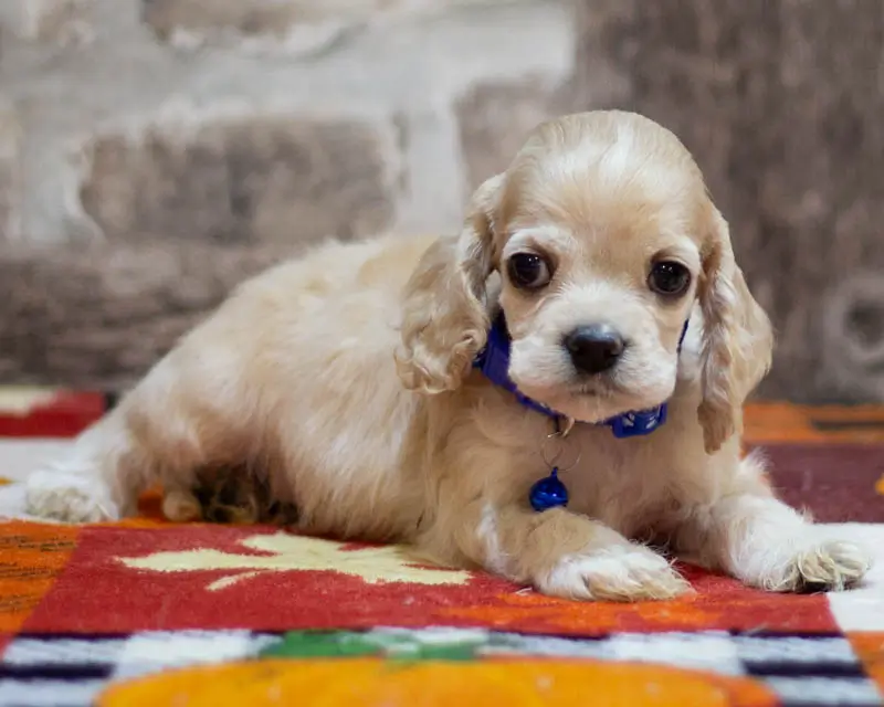 Chiot Male 1 Collier Bleu - Cocker Américain - Élevage Rainbow Colors