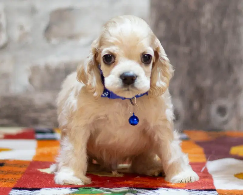 Chiot Male 1 Collier Bleu - Cocker Américain - Élevage Rainbow Colors