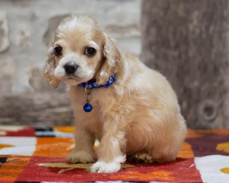 Chiot Male 1 Collier Bleu - Cocker Américain - Élevage Rainbow Colors