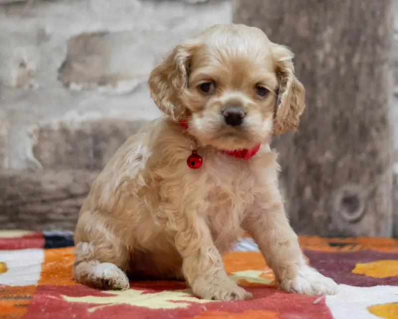 Chiot Femelle 1 Collier Rouge - Cocker Américain - Élevage Rainbow Colors