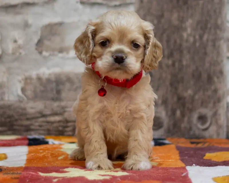 Chiot Femelle 1 Collier Rouge - Cocker Américain - Élevage Rainbow Colors