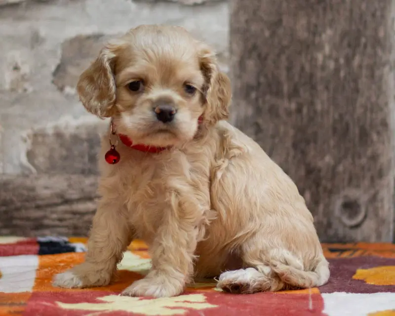 Chiot Femelle 1 Collier Rouge - Cocker Américain - Élevage Rainbow Colors