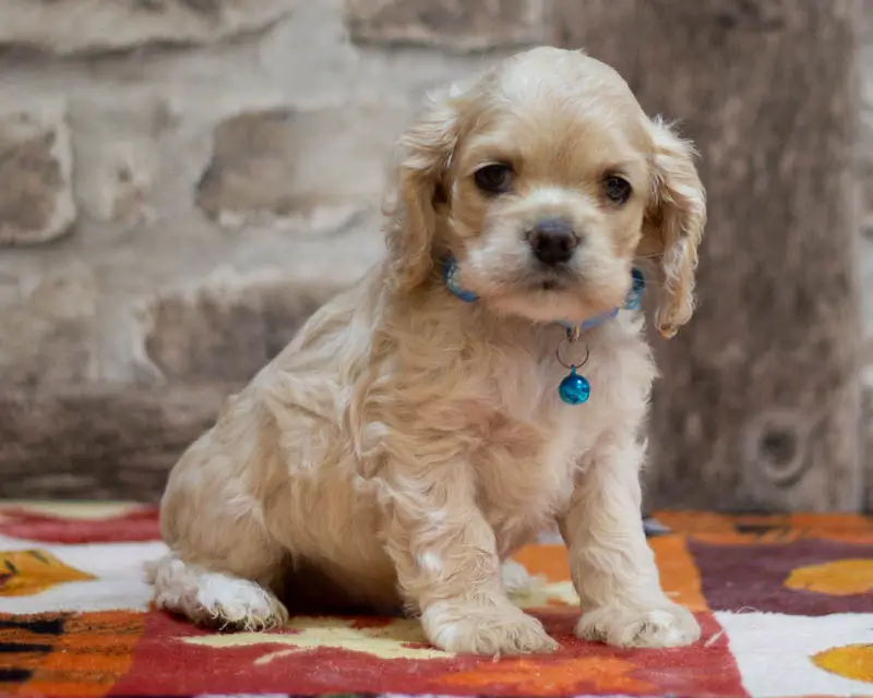 Chiot Male 4 Collier Bleu - Cocker Américain - Élevage Rainbow Colors