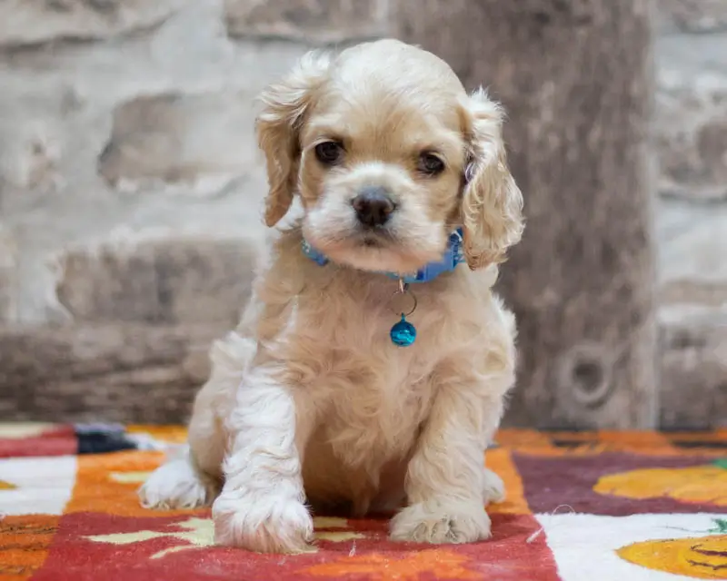 Chiot Male 4 Collier Bleu - Cocker Américain - Élevage Rainbow Colors
