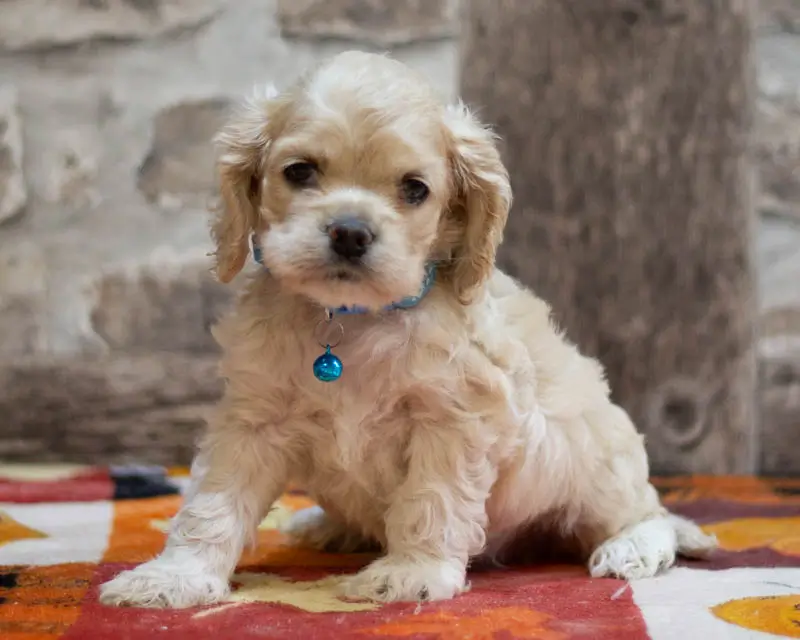 Chiot Male 4 Collier Bleu - Cocker Américain - Élevage Rainbow Colors