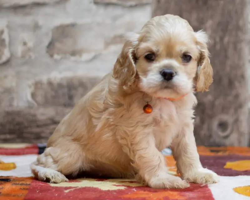 Chiot Male 2 Collier Orange - Cocker Américain - Élevage Rainbow Colors