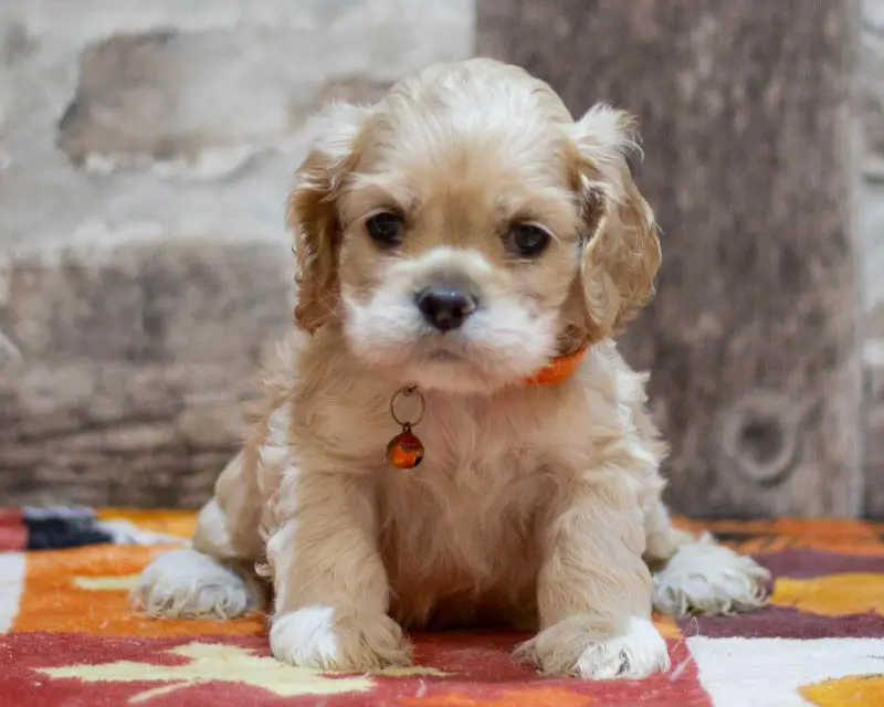 Chiot Male 2 Collier Orange - Cocker Américain - Élevage Rainbow Colors