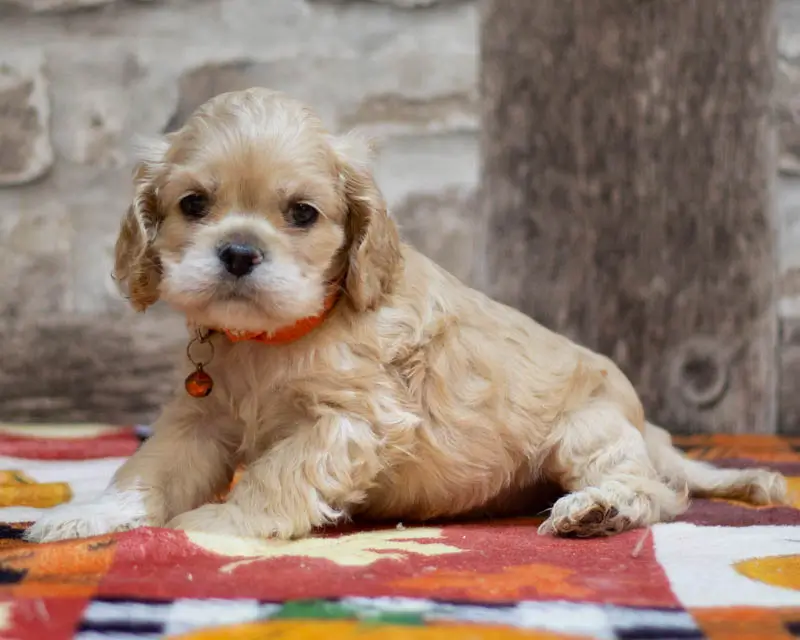 Chiot Male 2 Collier Orange - Cocker Américain - Élevage Rainbow Colors