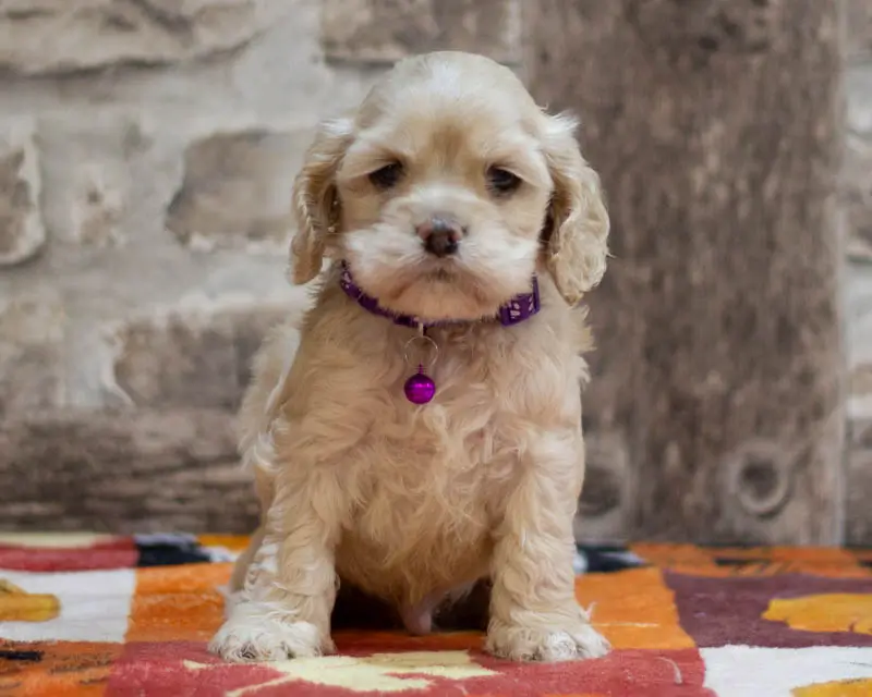Chiot Male 1 Collier Vert - Cocker Américain - Élevage Rainbow Colors