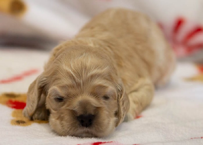 Chiot Femelle 1 - Cocker Américain - Élevage Rainbow Colors