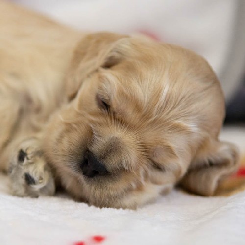 Chiot Femelle 1 - Cocker Américain - Élevage Rainbow Colors