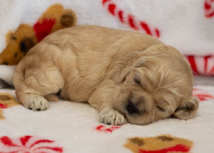 Chiot Femelle 1 - Cocker Américain - Élevage Rainbow Colors