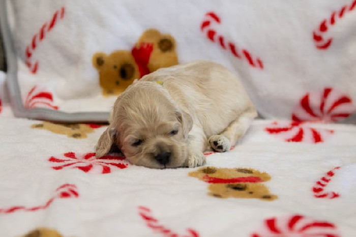 Chiot Femelle 2 - Cocker Américain - Élevage Rainbow Colors