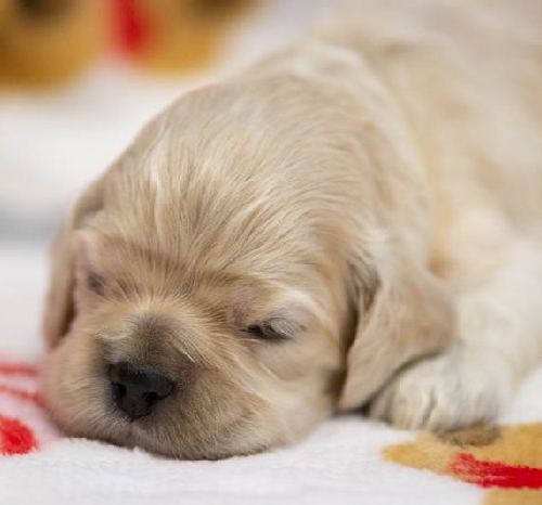 Chiot Femelle 2 - Cocker Américain - Élevage Rainbow Colors