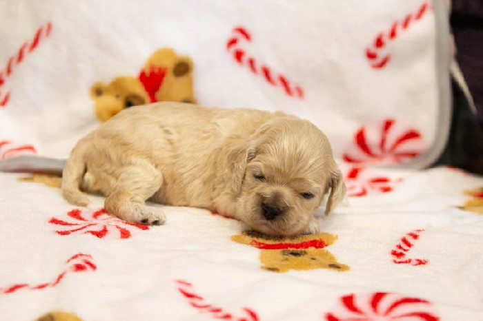 Chiot Femelle 2 - Cocker Américain - Élevage Rainbow Colors