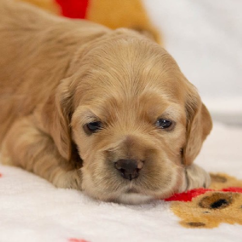 Chiot Femelle 3 - Cocker Américain - Élevage Rainbow Colors