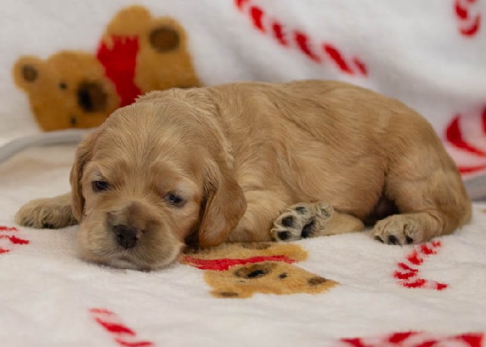 Chiot Femelle 3 - Cocker Américain - Élevage Rainbow Colors