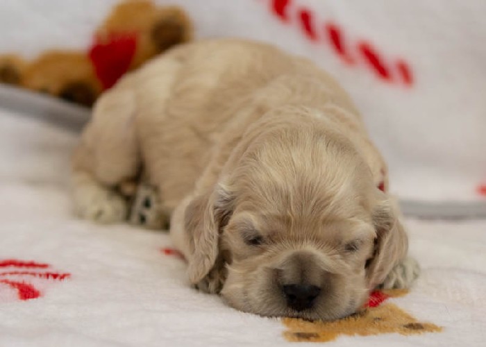 Chiot Femelle 4 - Cocker Américain - Élevage Rainbow Colors
