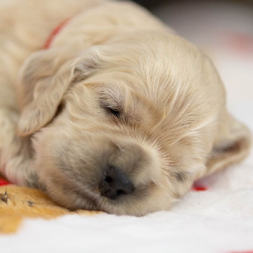 Chiot Femelle 4 - Cocker Américain - Élevage Rainbow Colors