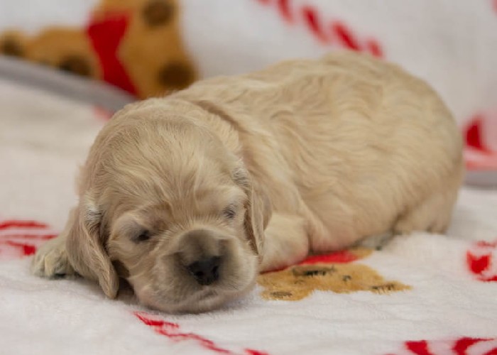 Chiot Femelle 4 - Cocker Américain - Élevage Rainbow Colors