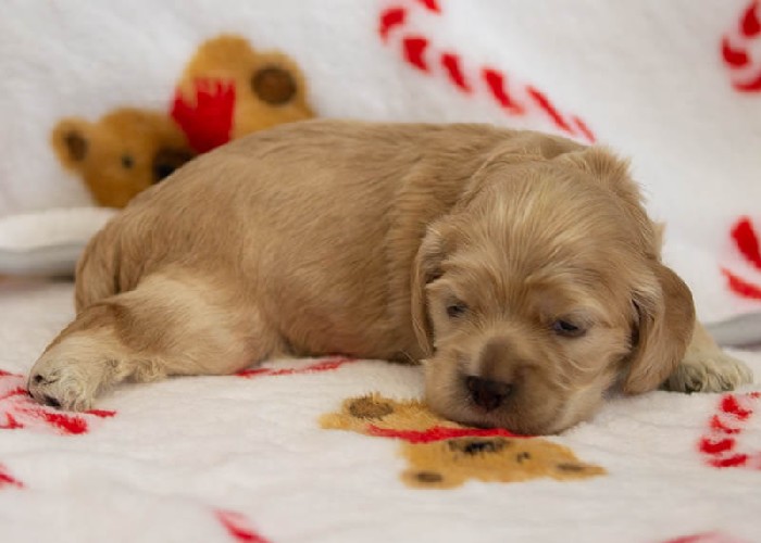 Chiot Femelle 5 - Cocker Américain - Élevage Rainbow Colors