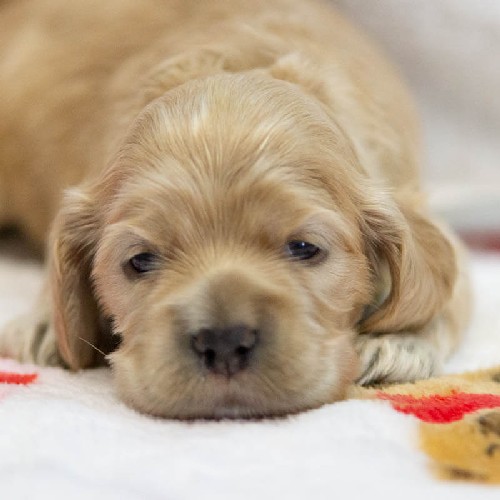 Chiot Femelle 5 - Cocker Américain - Élevage Rainbow Colors