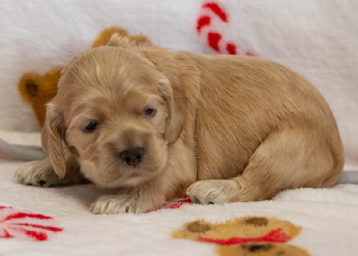 Chiot Femelle 5 - Cocker Américain - Élevage Rainbow Colors