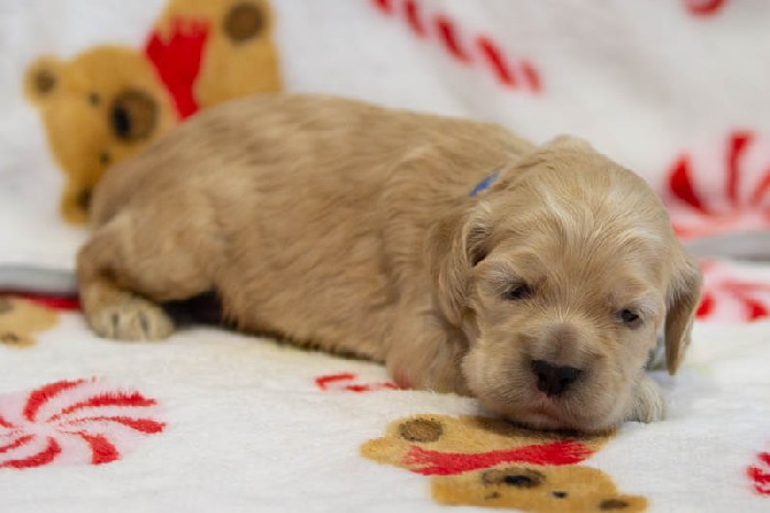 Chiot mâle 1 - Cocker Américain - Élevage Rainbow Colors