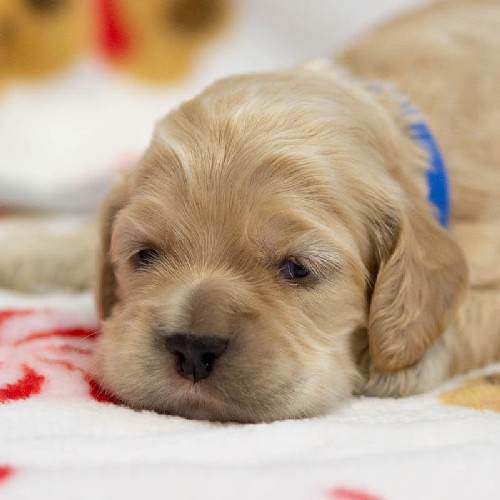 Chiot mâle 1 - Cocker Américain - Élevage Rainbow Colors