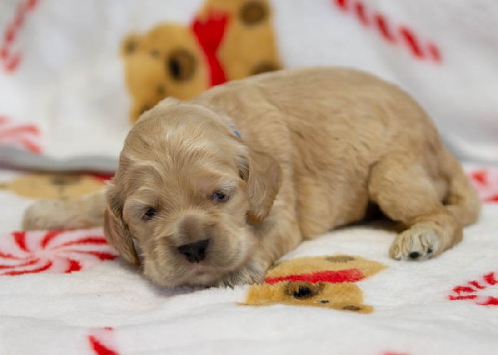 Chiot mâle 1 - Cocker Américain - Élevage Rainbow Colors