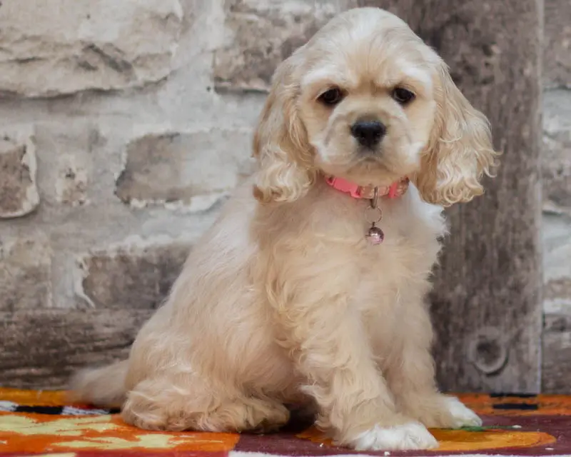 Chiot Femelle 2 Collier Rose - Cocker Américain - Élevage Rainbow Colors
