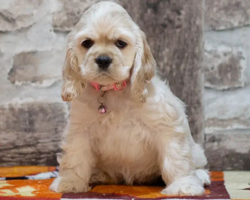 Chiot Femelle 2 Collier Rose - Cocker Américain - Élevage Rainbow Colors