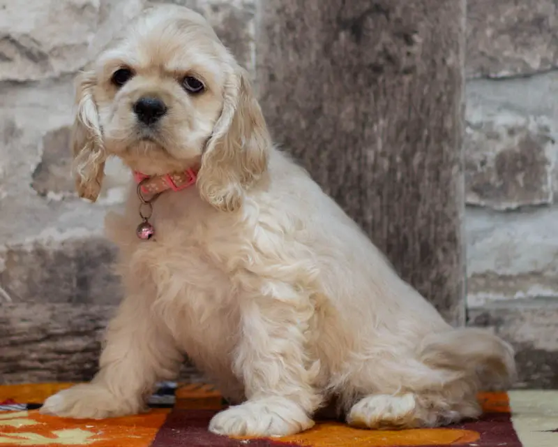 Chiot Femelle 2 Collier Rose - Cocker Américain - Élevage Rainbow Colors
