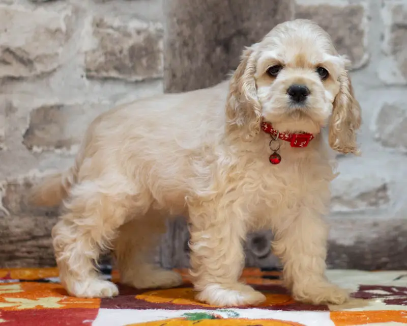Chiot Femelle 1 Collier Rouge - Cocker Américain - Élevage Rainbow Colors