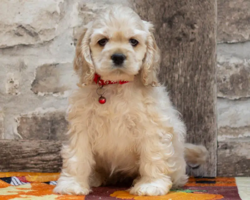 Chiot Femelle 1 Collier Rouge - Cocker Américain - Élevage Rainbow Colors