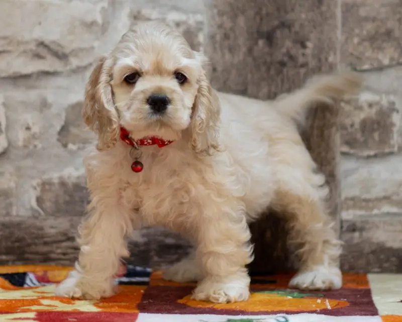 Chiot Femelle 1 Collier Rouge - Cocker Américain - Élevage Rainbow Colors