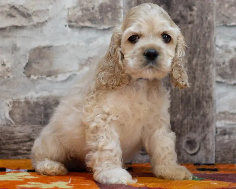 Chiot Male 2 Collier Bleu - Cocker Américain - Élevage Rainbow Colors